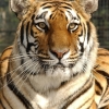 Avatar for member Tiger